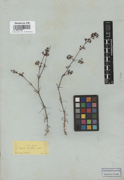 LE 00017582