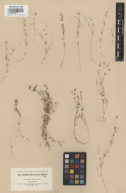 LE 00017589
