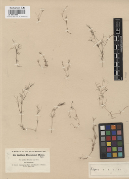 LE 00017590