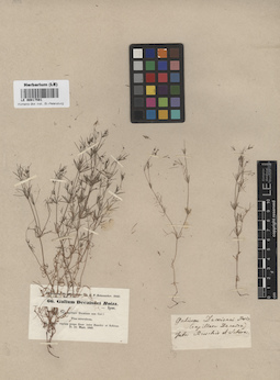 LE 00017591