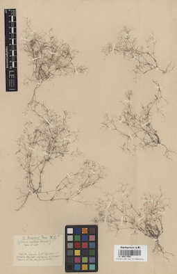 LE 00017592