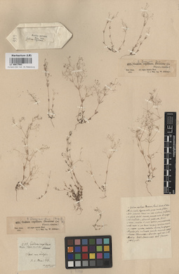 LE 00017593