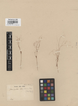 LE 00017594