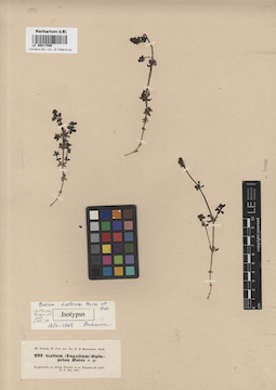 LE 00017596