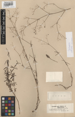 LE 00017603
