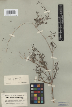 LE 00017613