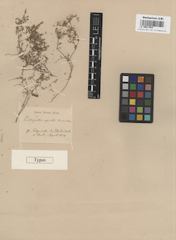 LE 00017624