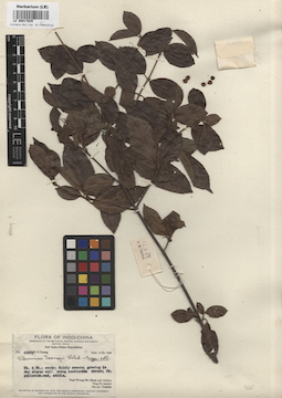 LE 00017625