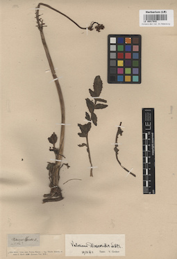 LE 00017642