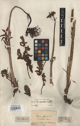 LE 00017643