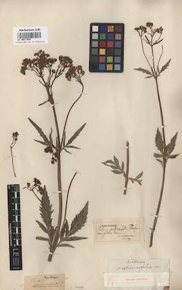 LE 00017648