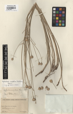 LE 00017662