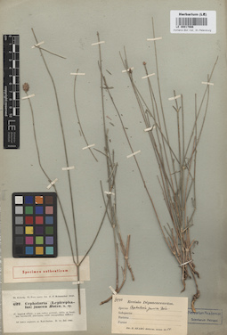 LE 00017666