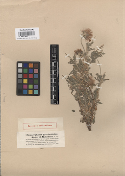 LE 00017683
