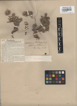 LE 00017685