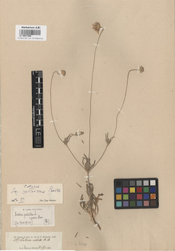 LE 00017686