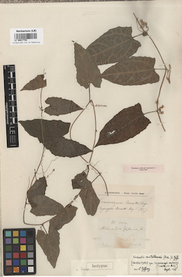 LE 00017702