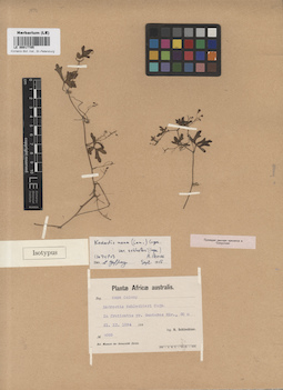 LE 00017705