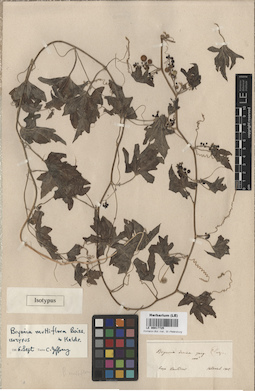 LE 00017725