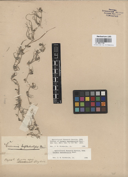 LE 00017726
