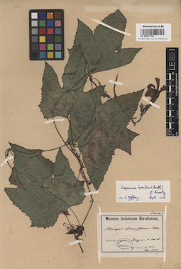 LE 00017734