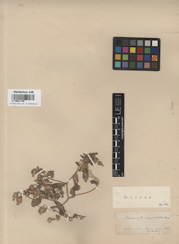 LE 00017746