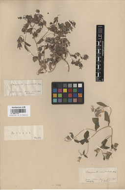LE 00017747