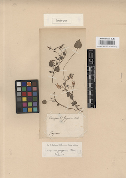 LE 00017765