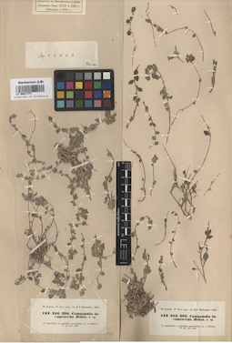 LE 00017771