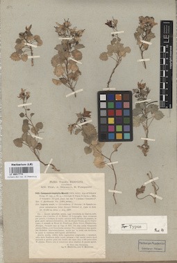 LE 00017774