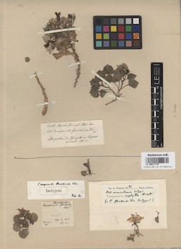 LE 00017775