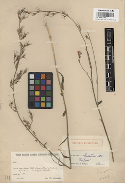 LE 00017782