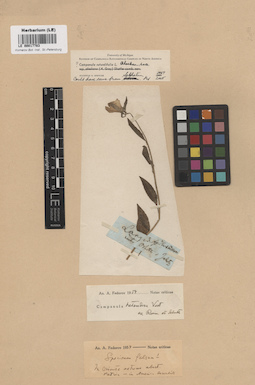 LE 00017783