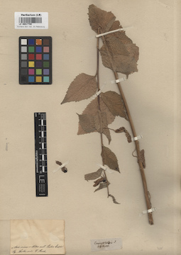 LE 00017785