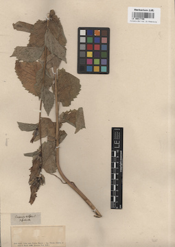 LE 00017786