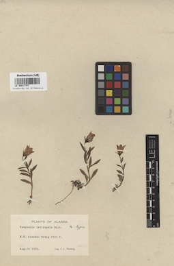 LE 00017787