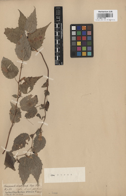 LE 00017795