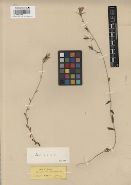 LE 00017796