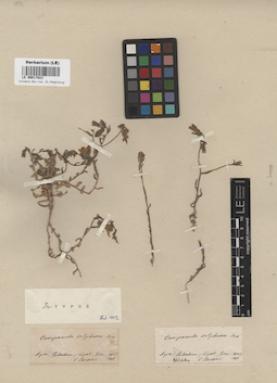LE 00017823