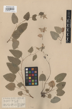 LE 00017831