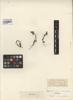 LE 00017835