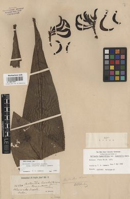 LE 00017847
