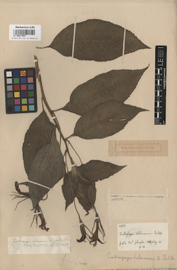 LE 00017853