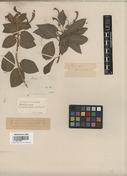 LE 00017855