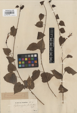 LE 00017856