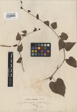 LE 00017857