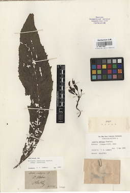 LE 00017862