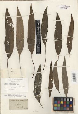 LE 00017863