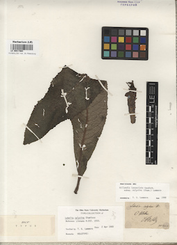 LE 00017864