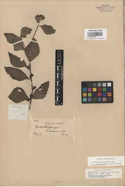 LE 00017870